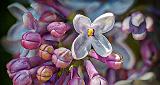 Lilac Closeup_P1120471-82